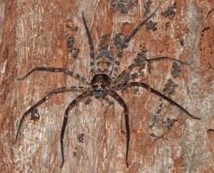Heteropoda procera