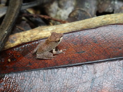 Gephyromantis luteus