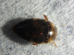 Laccophilus maculosus