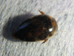 Laccophilus maculosus