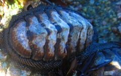 Chiton granosus