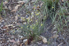 Lomatium marginatum marginatum