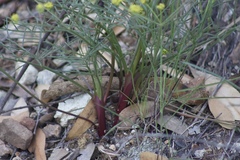 Lomatium marginatum marginatum