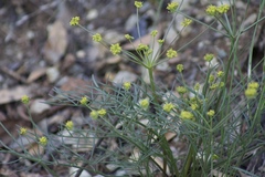 Lomatium marginatum marginatum