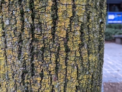 Fungi
