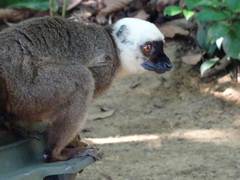 White-Headed Lemur photo 2