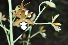 Prosthechea michuacana