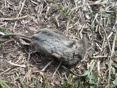 Crocidura suaveolens