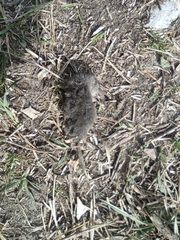 Crocidura suaveolens