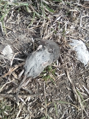 Crocidura suaveolens