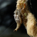 Arachnura feredayi - Photo (c) Steve Reekie, μερικά δικαιώματα διατηρούνται (CC BY-NC)