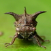 Tri-horned Treehopper - Photo (c) Steve Reekie, some rights reserved (CC BY-NC)