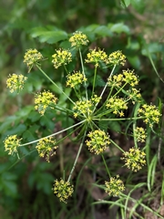 Tauschia