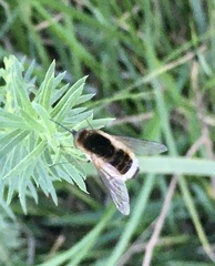 Euprepina
