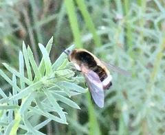 Euprepina