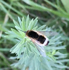 Euprepina
