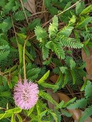Mimosa strigillosa image