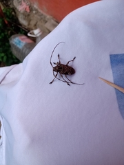 Lagocheirus araneiformis