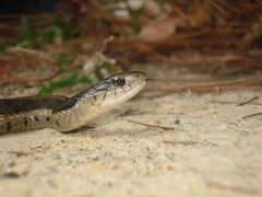 Thamnophis fulvus