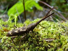 Lasiorhynchus barbicornis