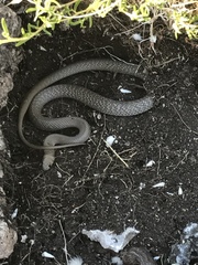 Pseudonaja inframacula