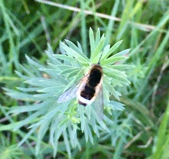 Euprepina