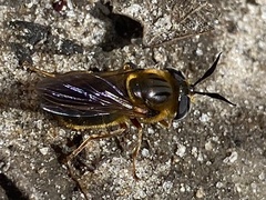 Callicera erratica