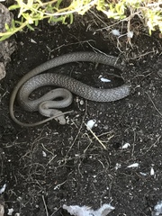 Pseudonaja inframacula