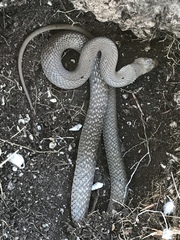 Pseudonaja inframacula