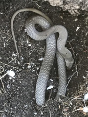 Pseudonaja inframacula