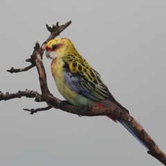 Platycercus eximius x adscitus