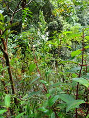 Habenaria monorrhiza