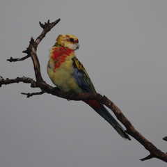 Platycercus eximius x adscitus