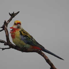 Platycercus eximius x adscitus