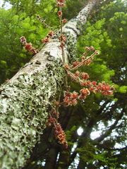 Davidsonia jerseyana