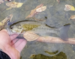Micropterus treculii