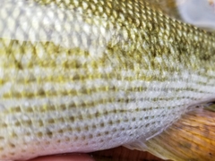 Micropterus treculii