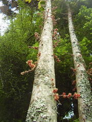 Davidsonia jerseyana