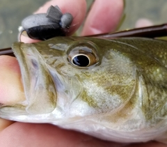 Micropterus treculii