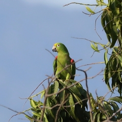 Amazona ochrocephala ochrocephala