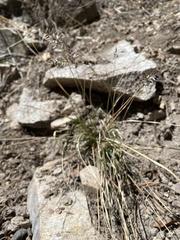 Poa fendleriana