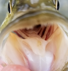 Micropterus treculii