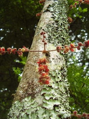 Davidsonia jerseyana