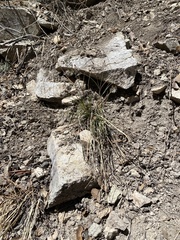 Poa fendleriana