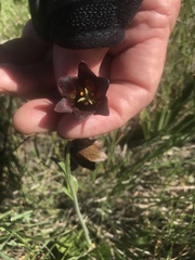 Fritillaria biflora biflora