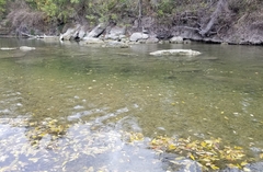 Micropterus treculii