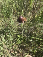 Fritillaria biflora biflora