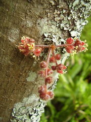 Davidsonia jerseyana