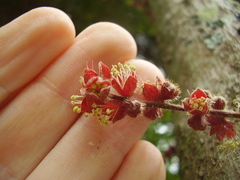 Davidsonia jerseyana