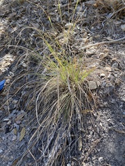 Muhlenbergia straminea